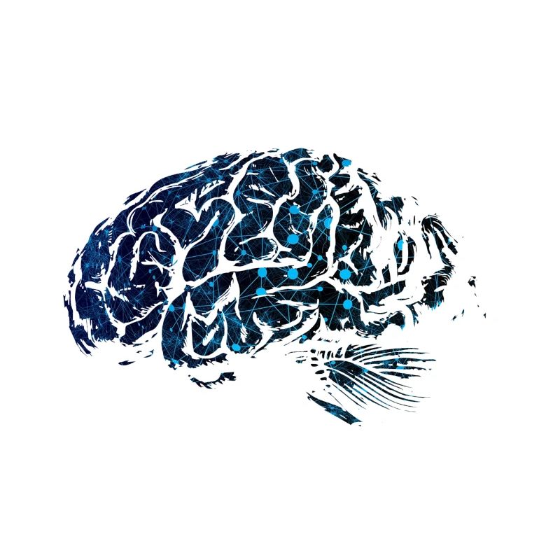 Cerveau