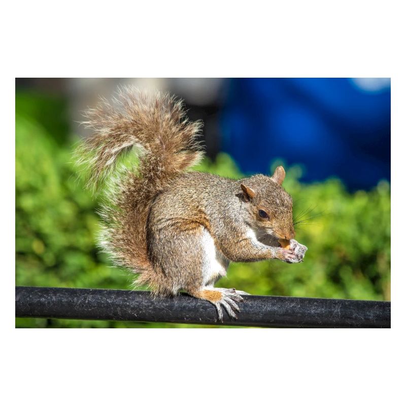 Essen Grauhörnchen Grauhörnchen Sciurus carolin