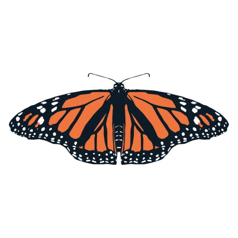 Papillons : Le papillon monarque