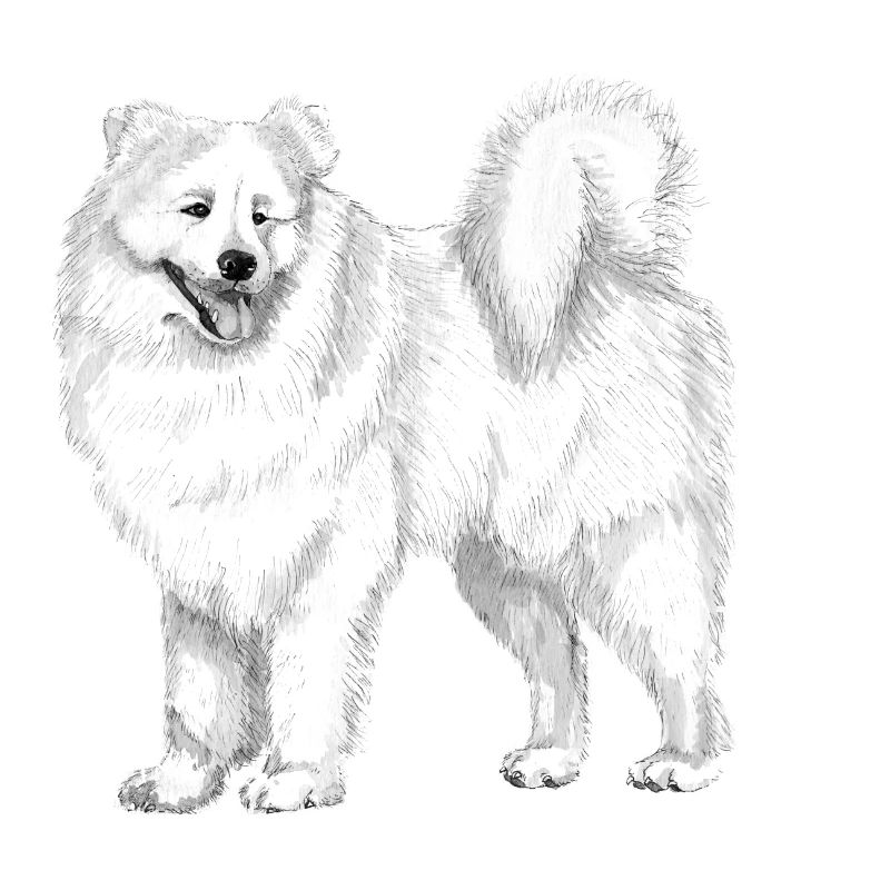 samoyed
