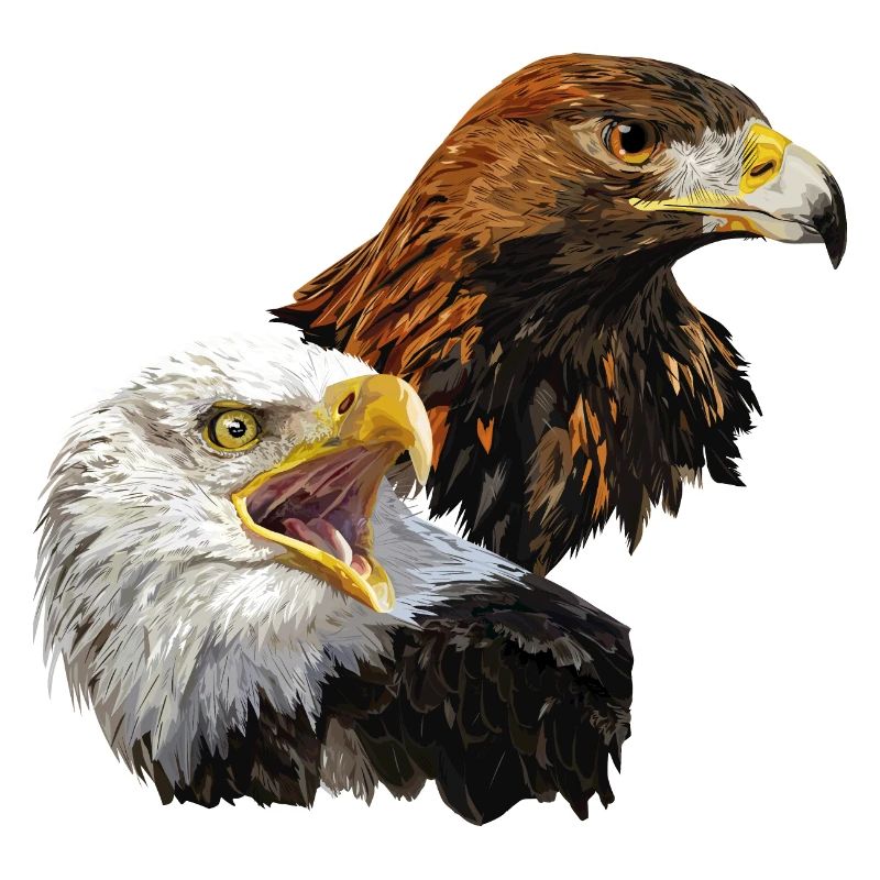 Bald Eagle and Golden Eagle