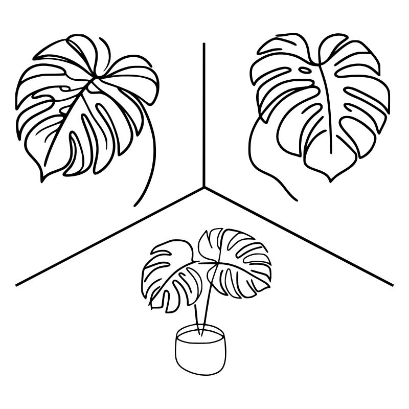 Conception Monstera