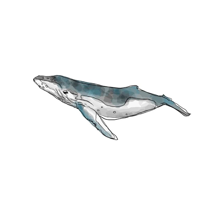Aquarelle de baleine