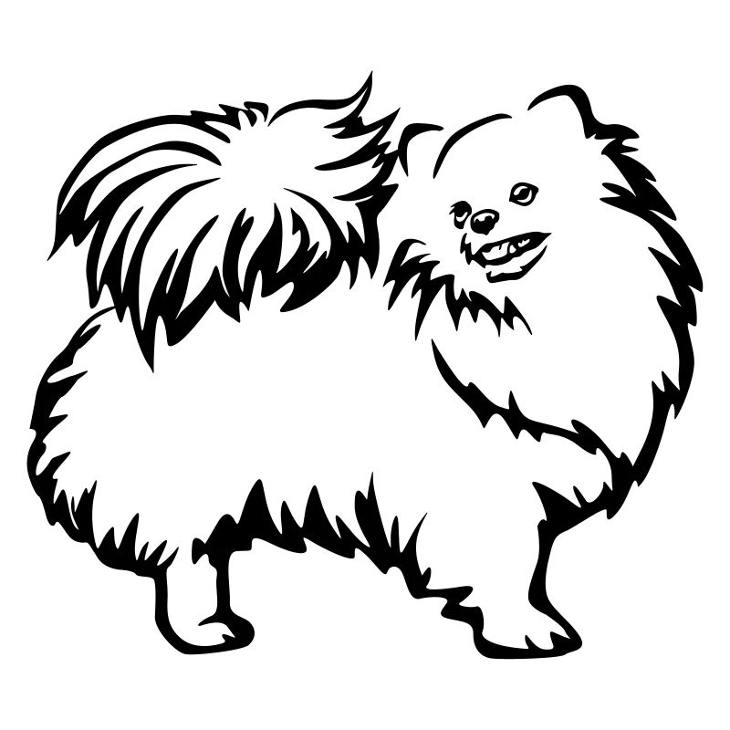 Spitz nain