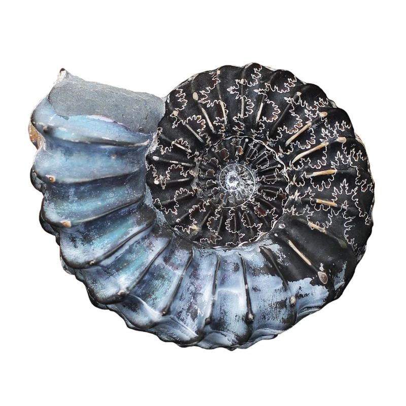 Ammonit mit wunderschöner Lobenlinie