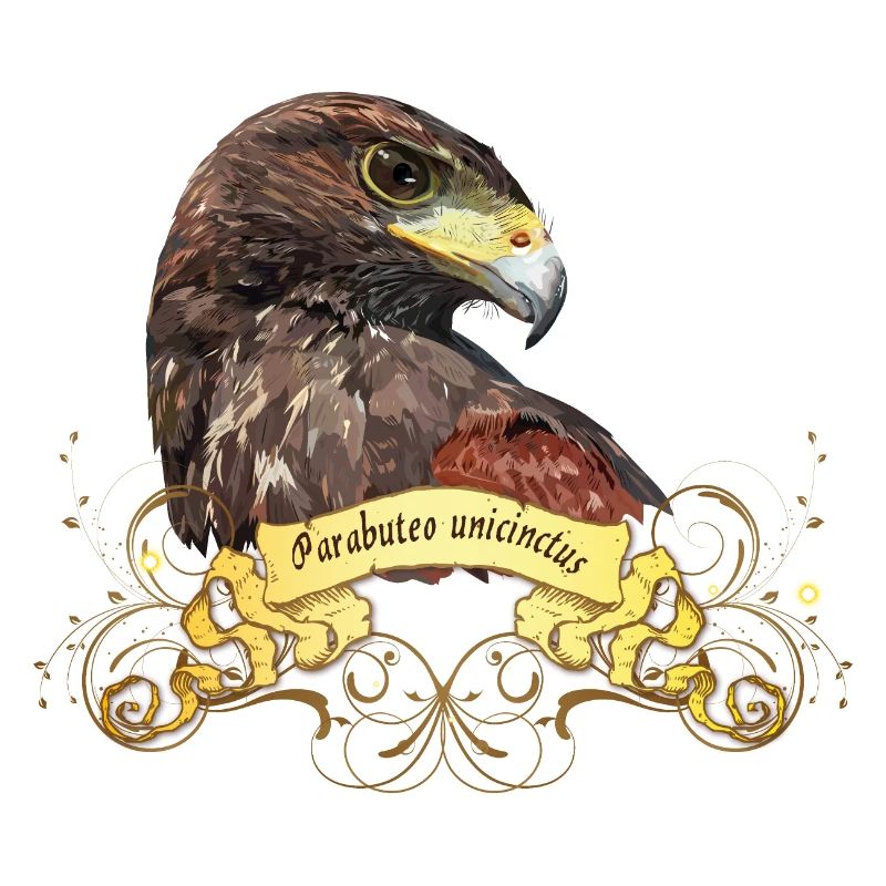 harris hawk