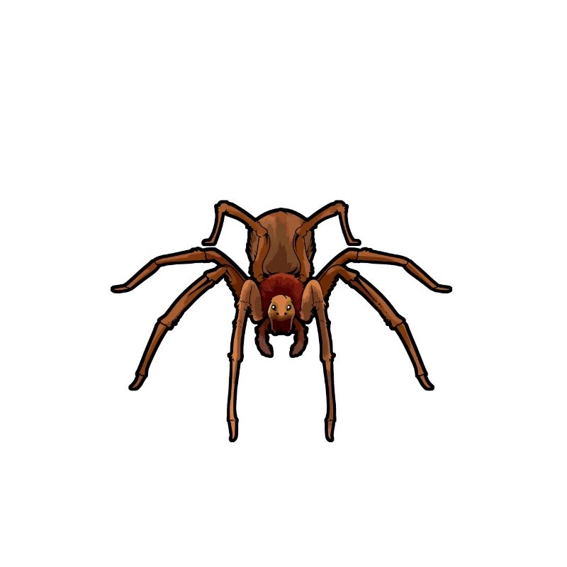 Araignée d’angle chilienne