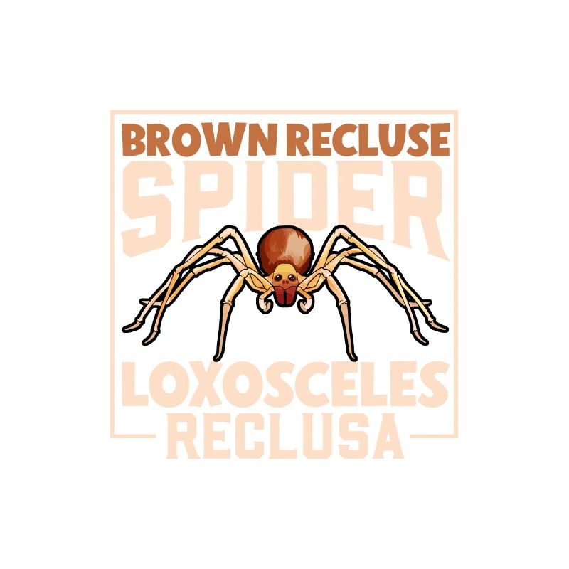 Araignée recluse brune