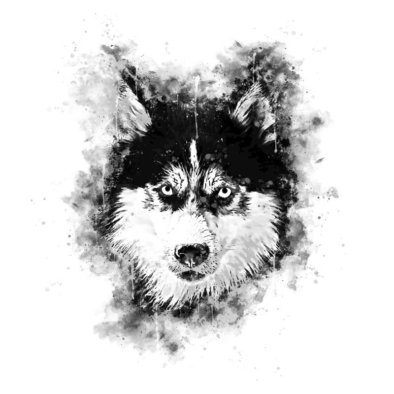 gxp chien husky visage éclaboussures de couleur de l'eau