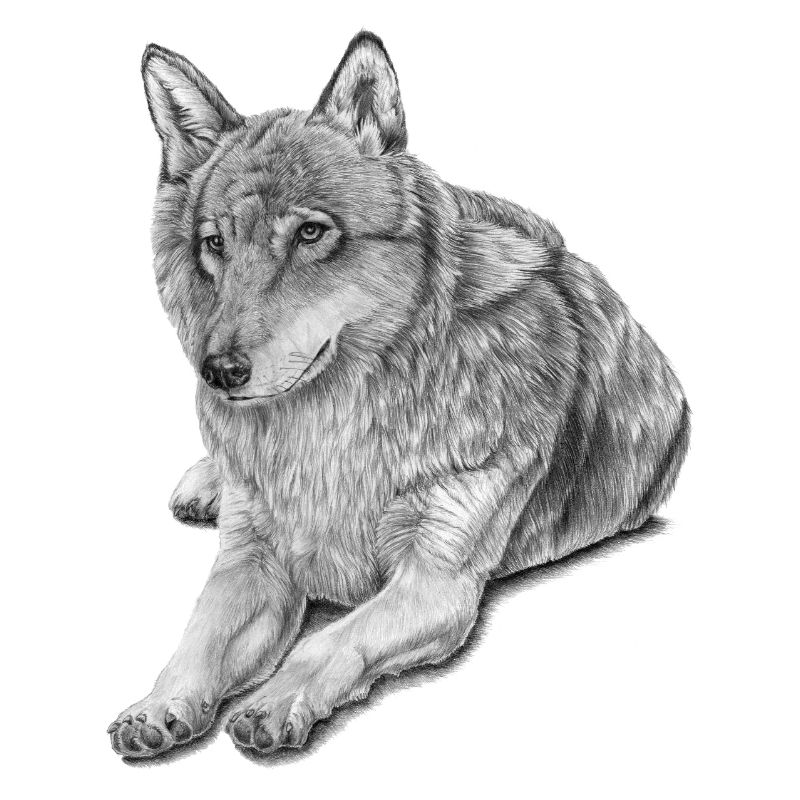 Wolf
