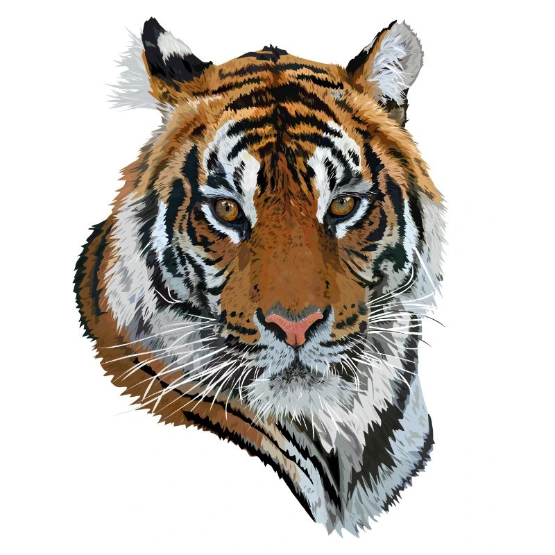 tigre du Bengale