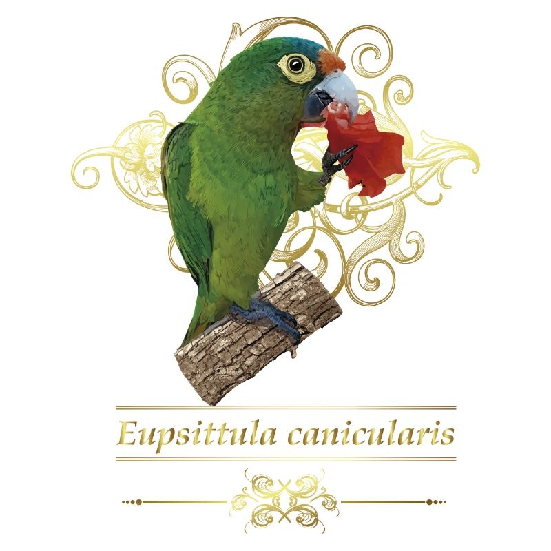 The orange-fronted parakeet