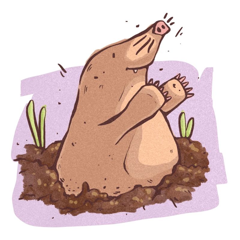 Mole in der Erde