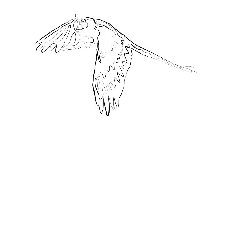 Perroquet - one line draawing