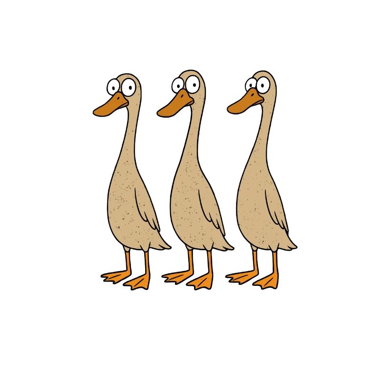 Canards Papa Canard Canards Maman Élevage de canards
