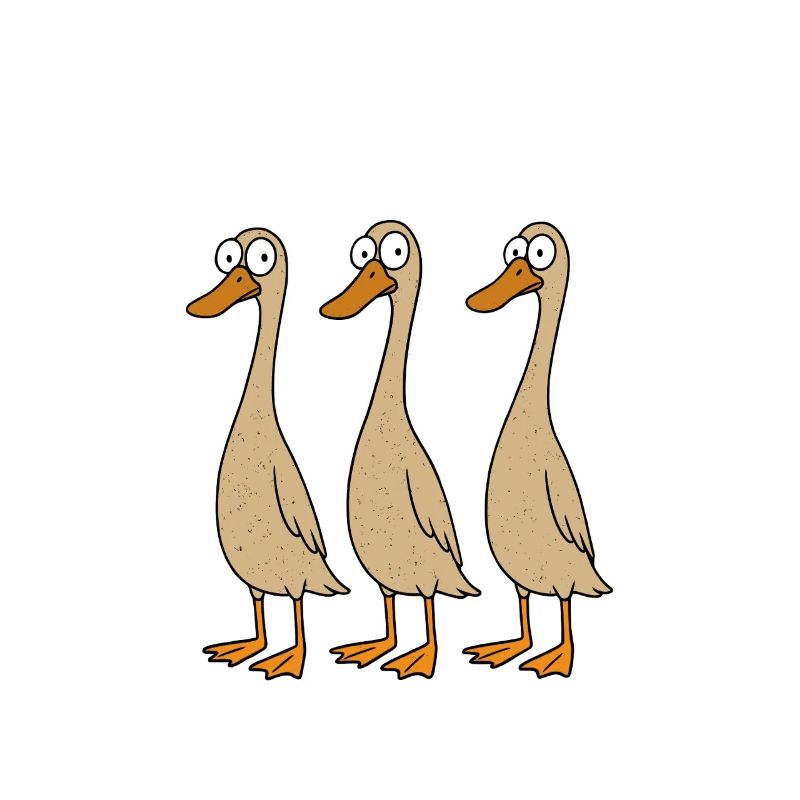 Ducks Duck Mom Duck Dad Duck Breeding Duck Ducks