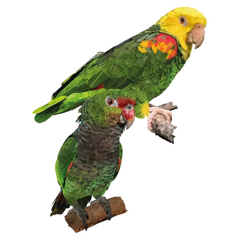 Parrots
