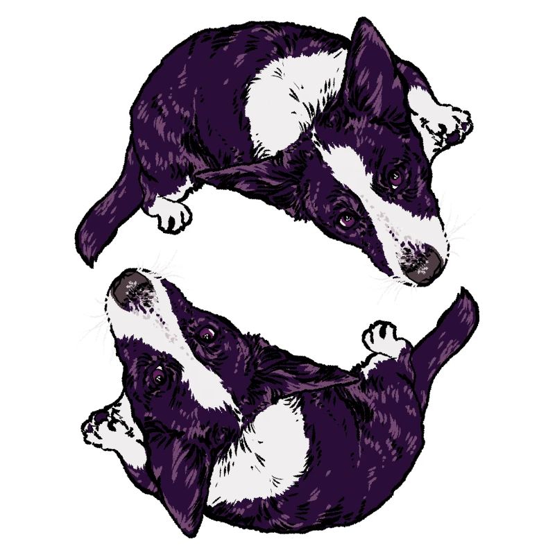 Corgis