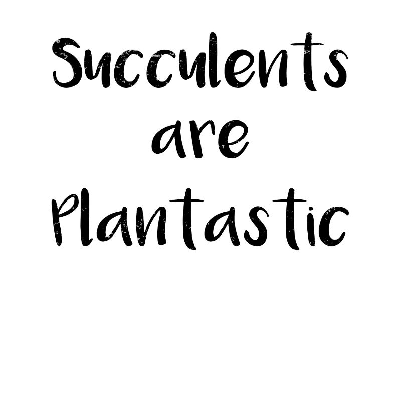 Succulent Cactus Florist Plantastic Cacti