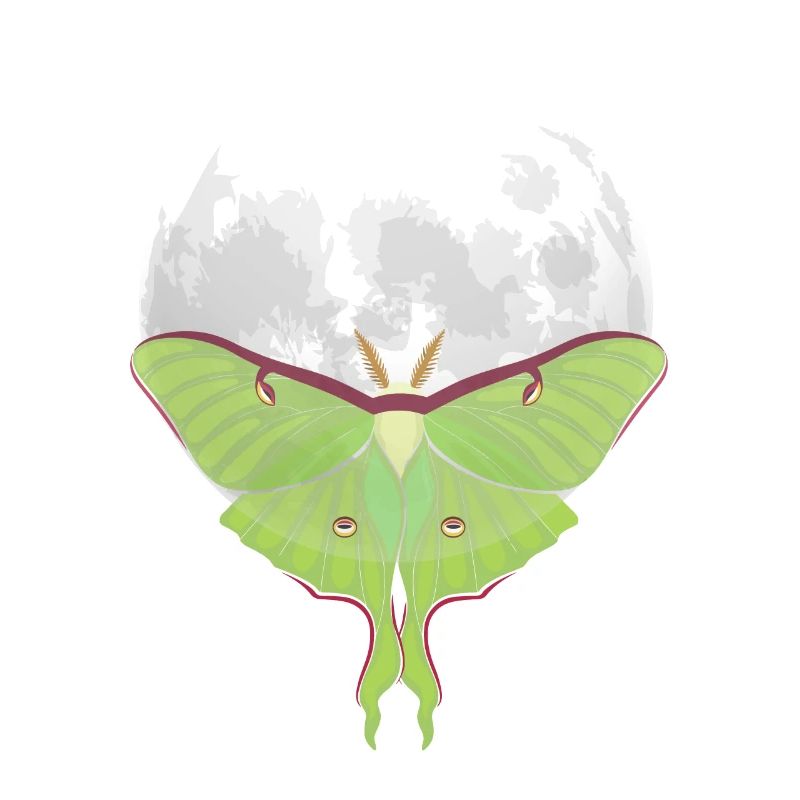 Actias luna - Papillon de nuit devant la Lune