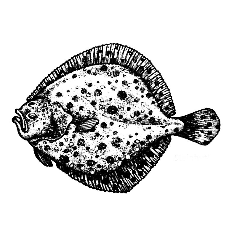 Steinbutt