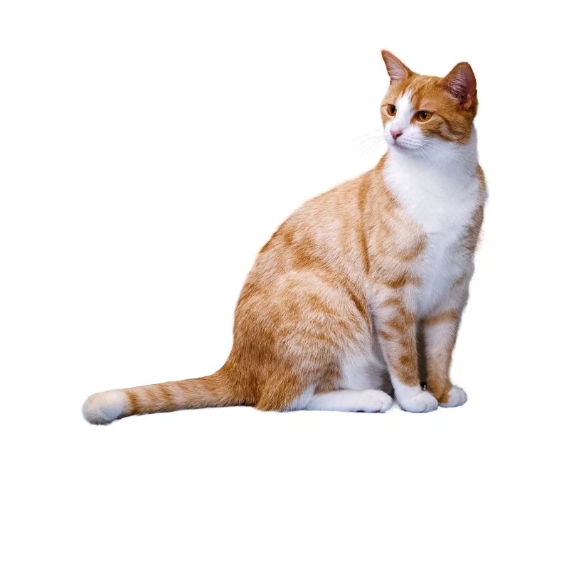 Chat assis chat rouge Kitty Sweet Gift