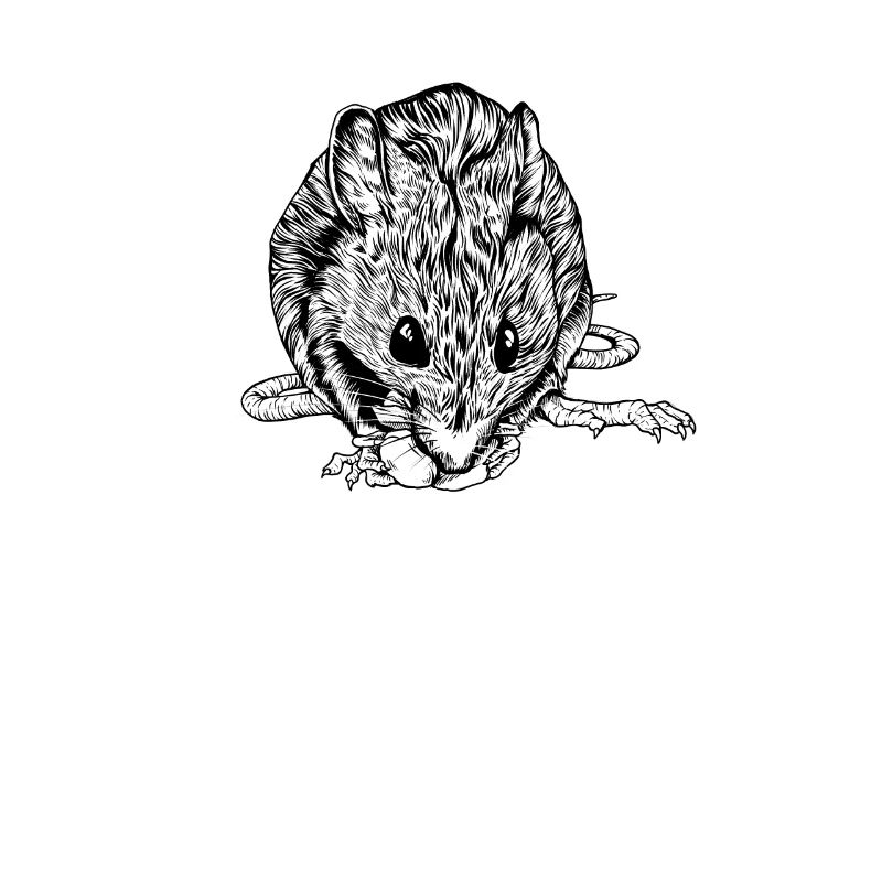 Zeichnung einer Ratte