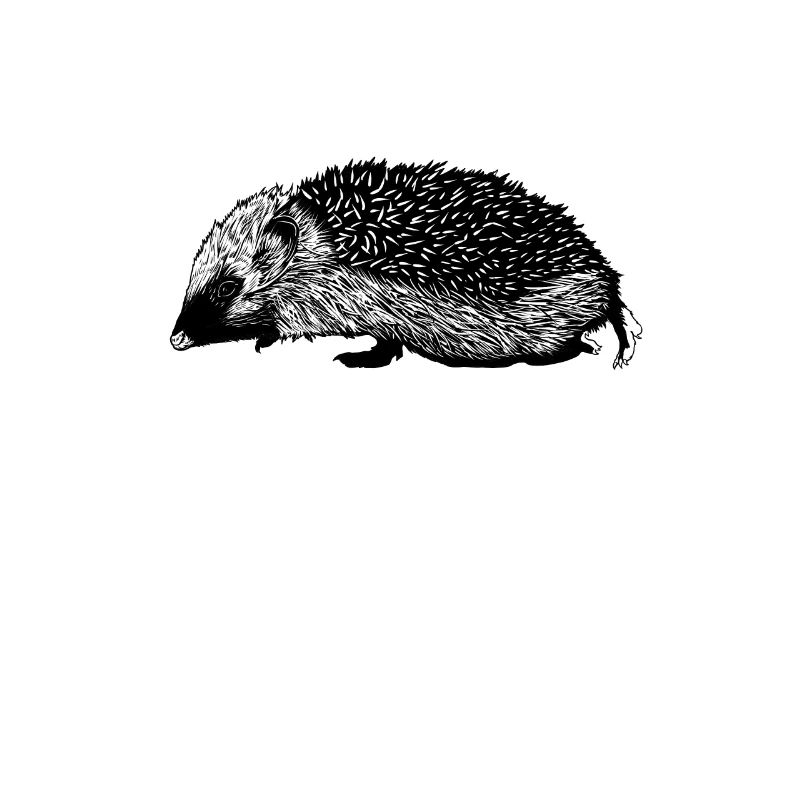 Zeichnung eines Igel