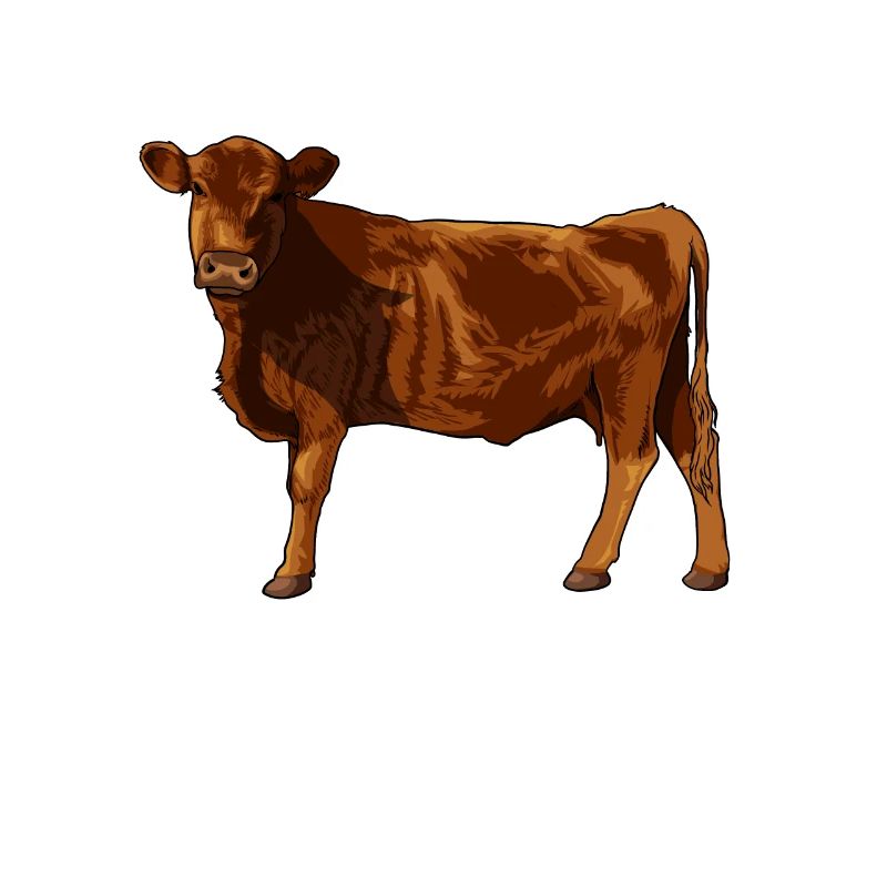 Dessin d’un Angus rouge