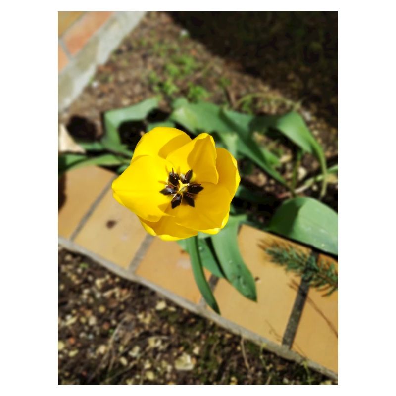 Tulipe jaune