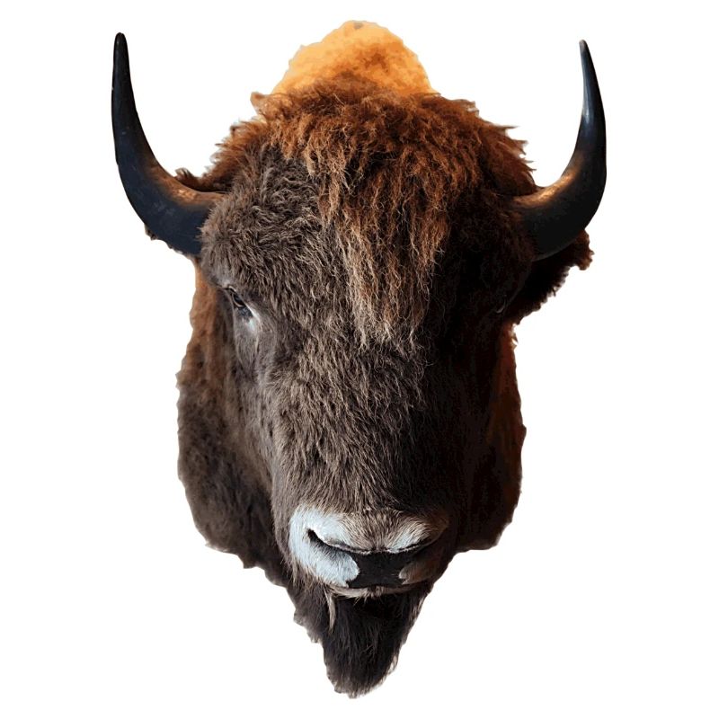 Le bison est aussi appelé buffle