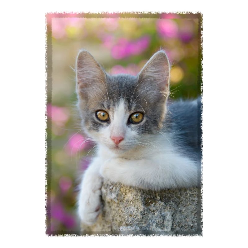 chaton gris-blanc mignon