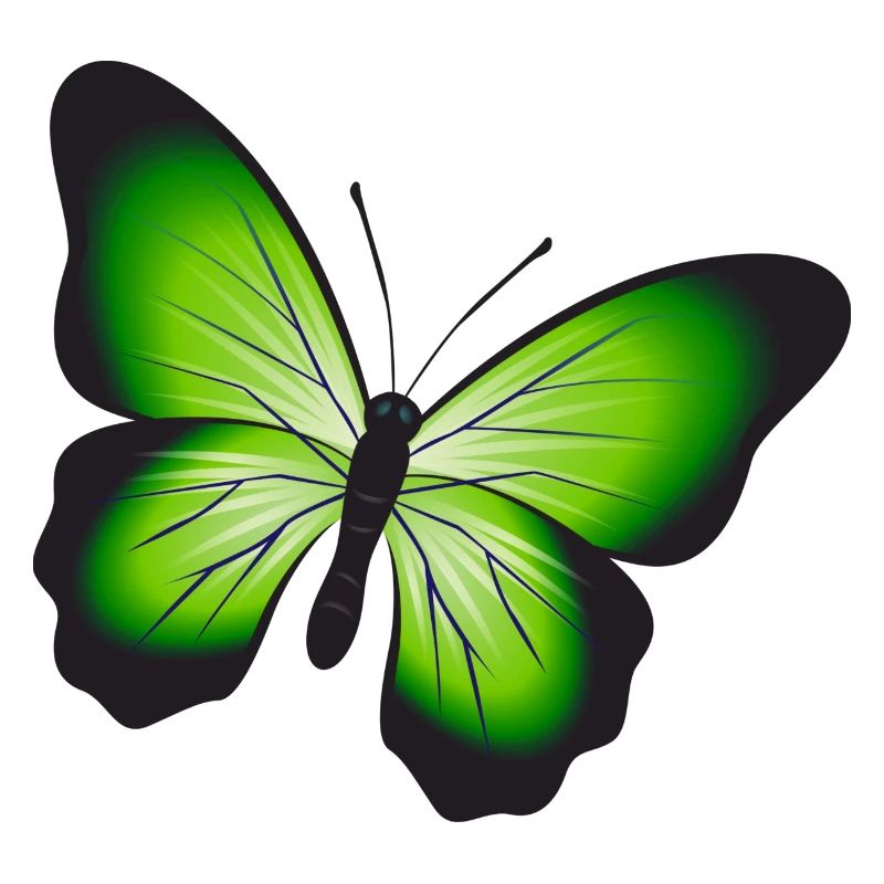 Un beau papillon