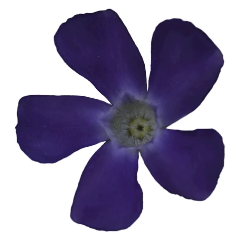 Fleur pourpre pervenche