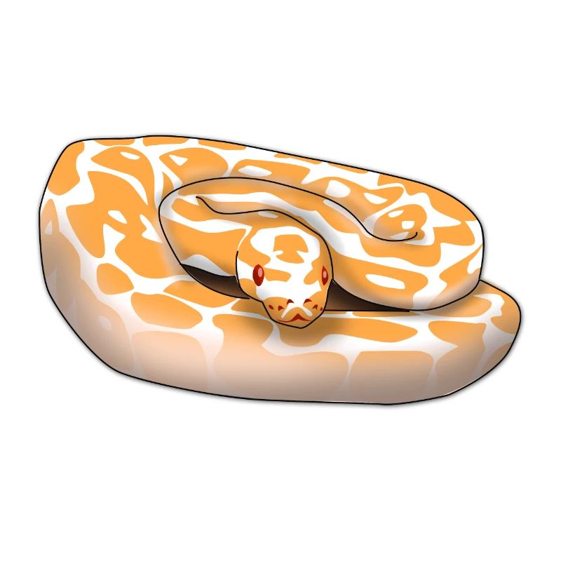 Lavender Albino Königspython (Python regius) Schla