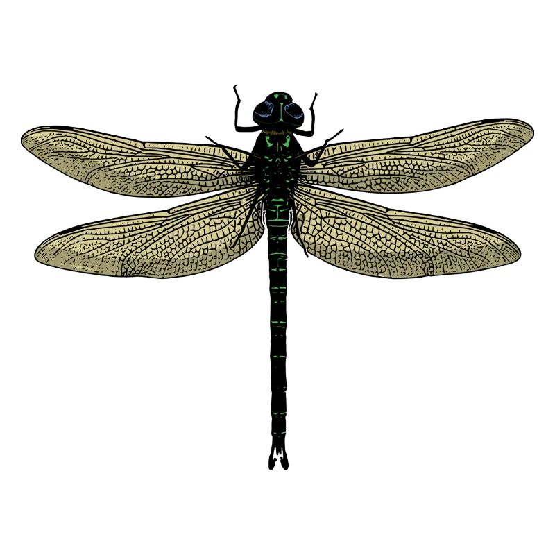 Une libellule - libellule