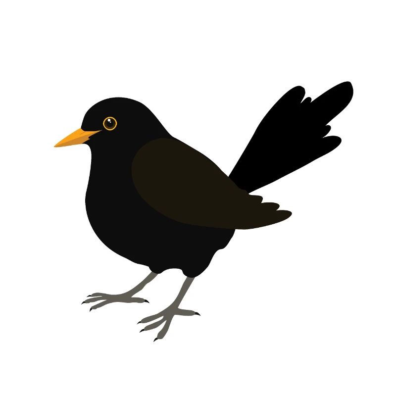 Dessin numérique Blackbird
