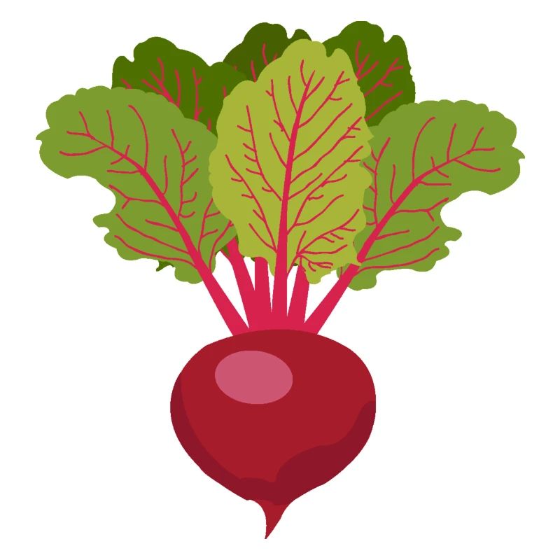 BeetRoot Vegetable Garden Vegetable Garden