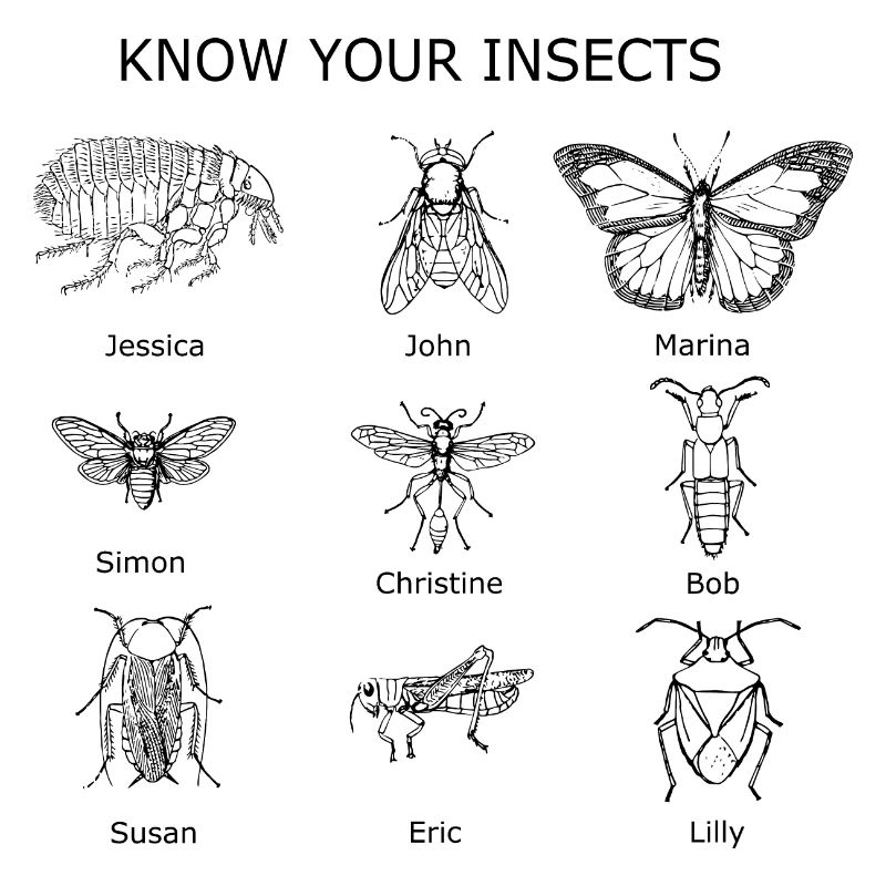 connaître vos insectes