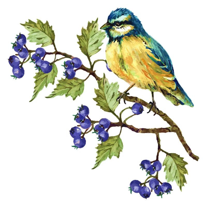 Oiseau coloré