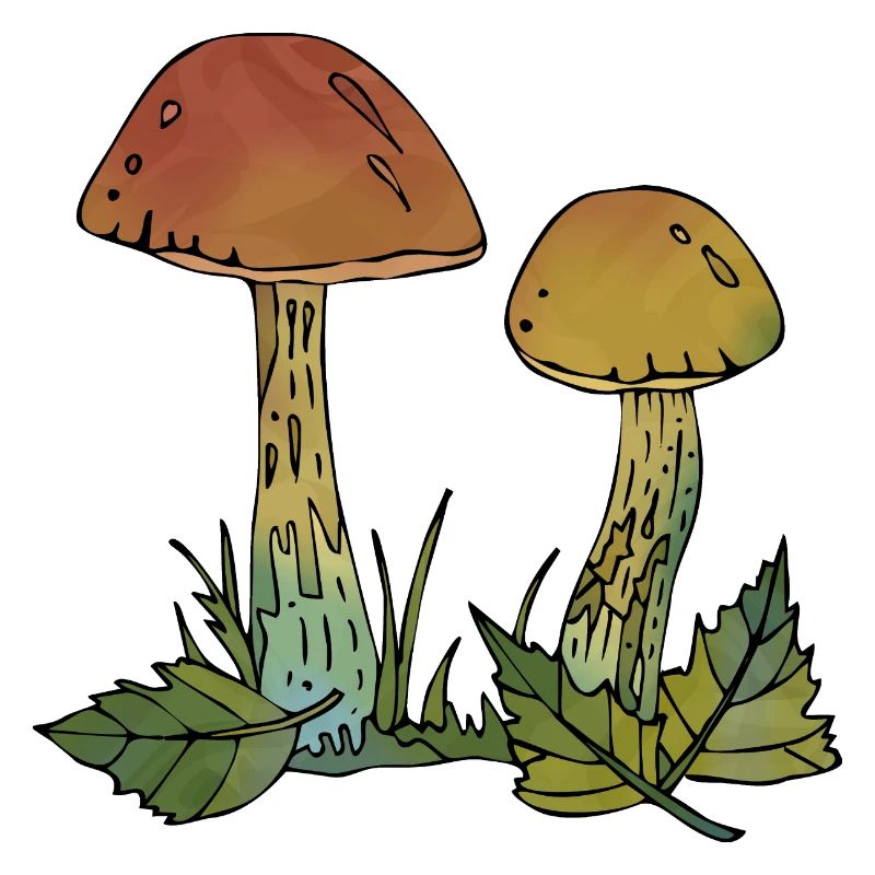 Fungi