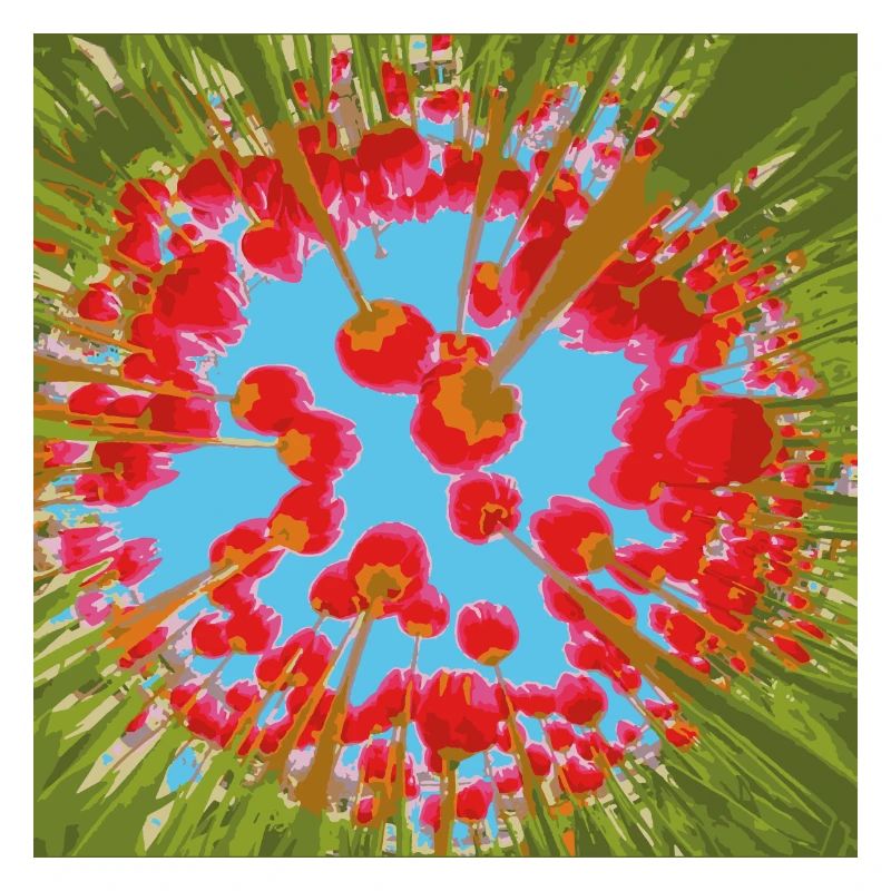 TULIPES