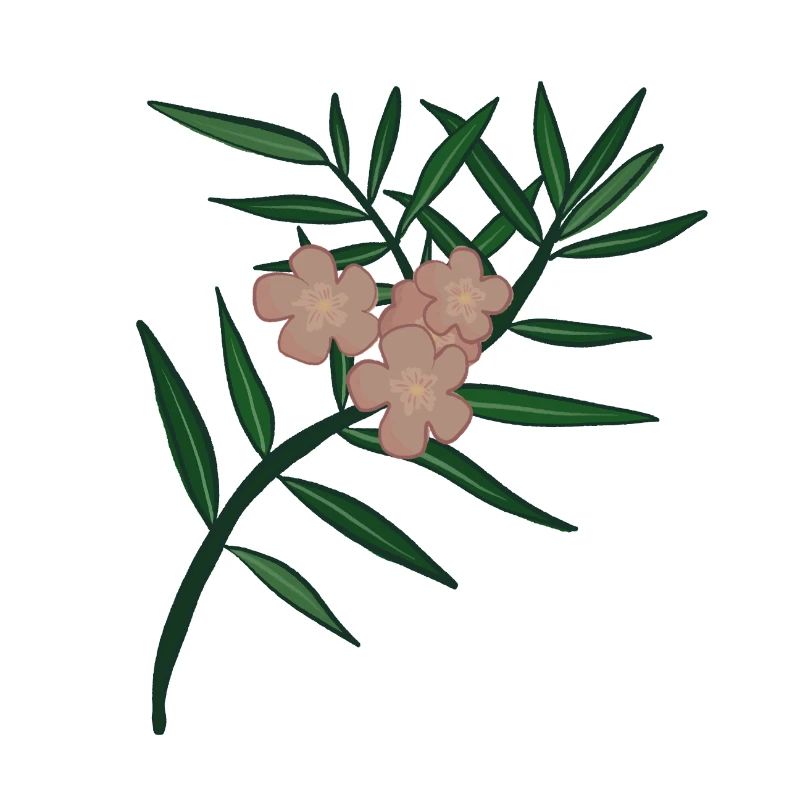 Branche de fleur de laurier-rose