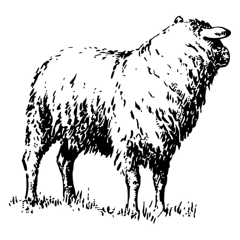 mouton