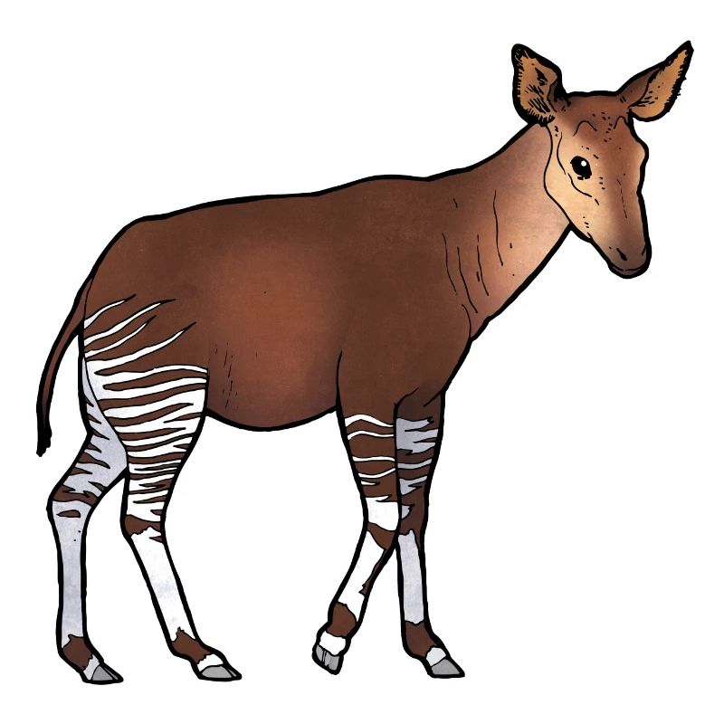 Okapi 02
