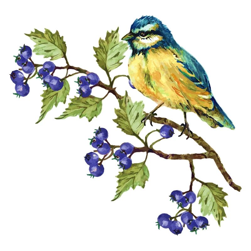 Oiseau coloré
