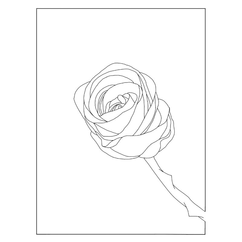 Rose fineline black
