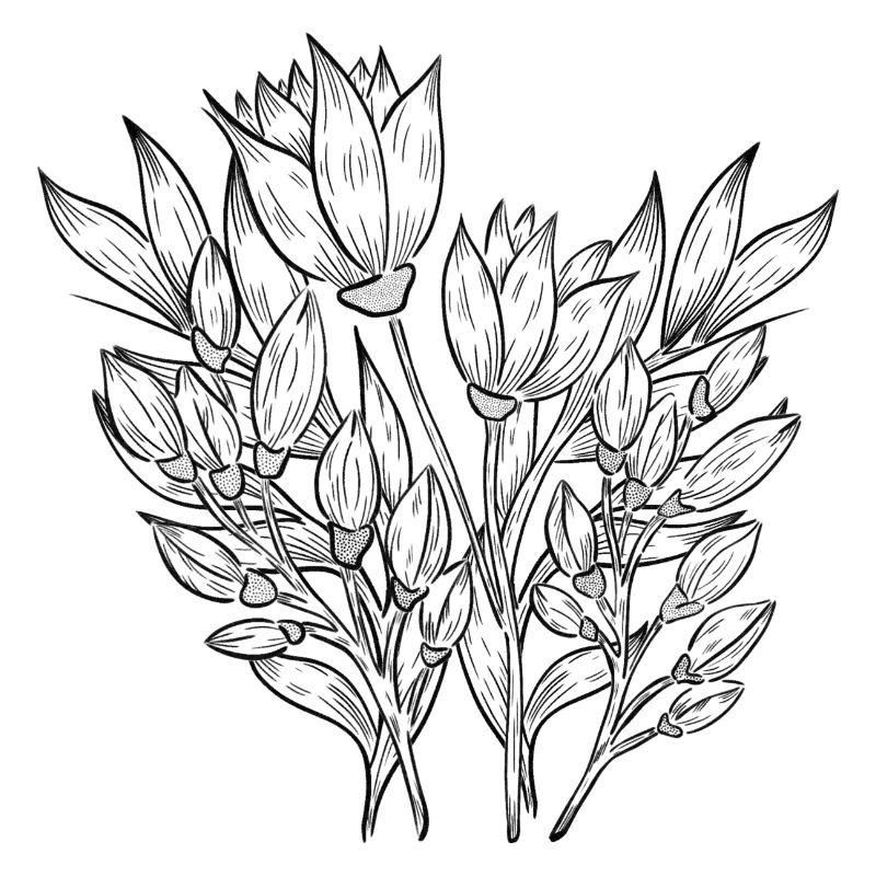 Illustration Fleurs Tulipes
