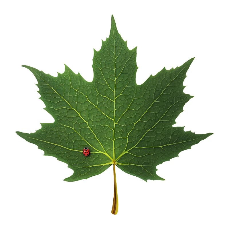 MAPLE LEAF - LADYBUG