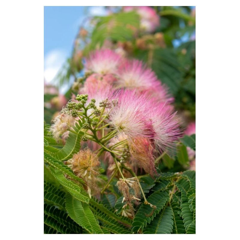 Persian silk tree also pink silk tree also mimosa